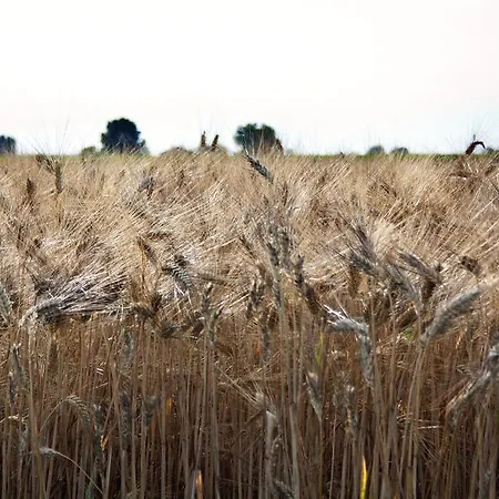 Bed and Breakfast Corte Del Picchio & Breakfast Castel Guelfo Di Bologna
