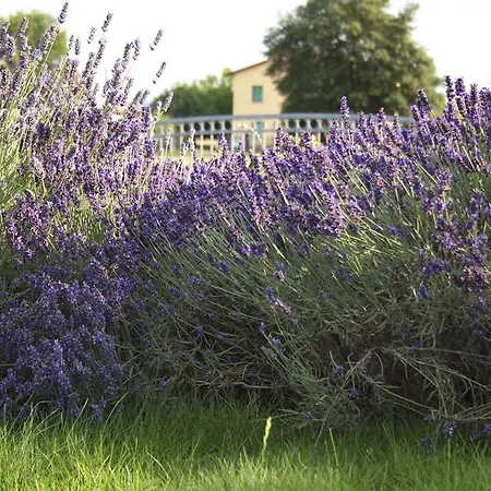 Corte Del Picchio & Breakfast 4* Castel Guelfo Di Bologna