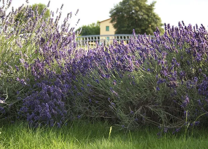 阿拉哥德尔平克住宿加早餐酒店 4* 圭尔福堡